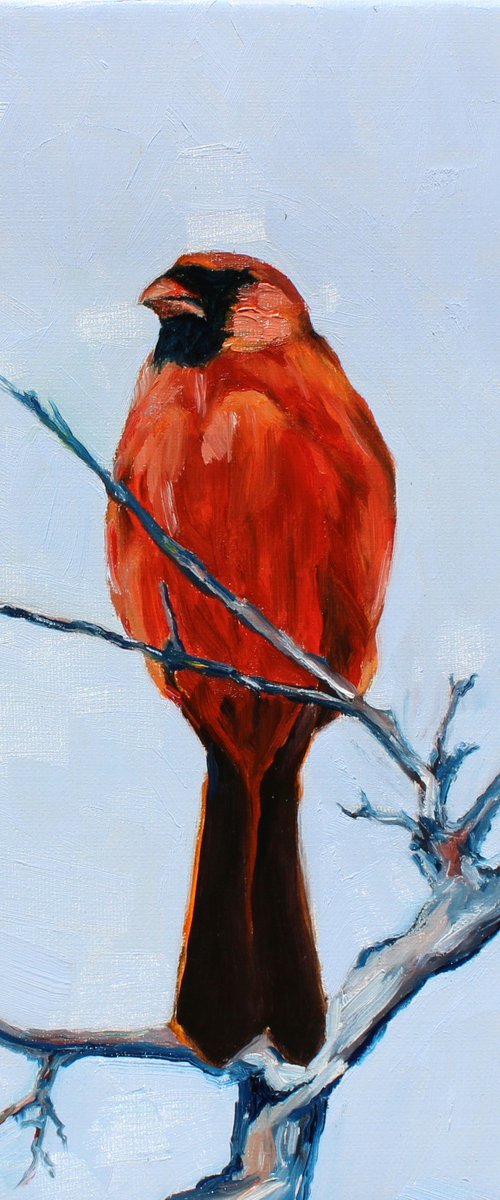 Song birds - Cardinal II by Afekwo