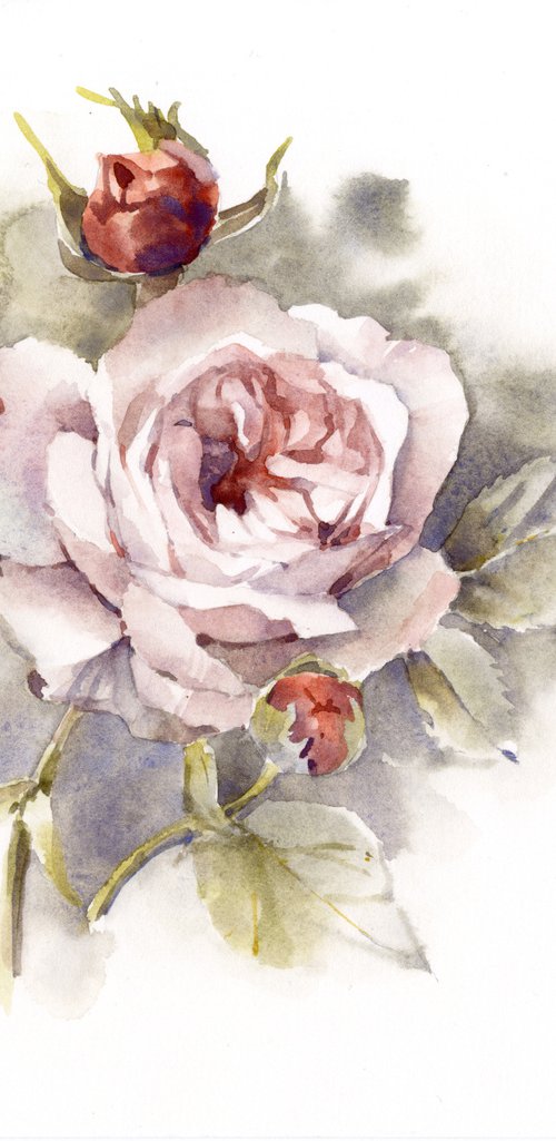 Rose in vintage style, watercolor painting by Yulia Evsyukova