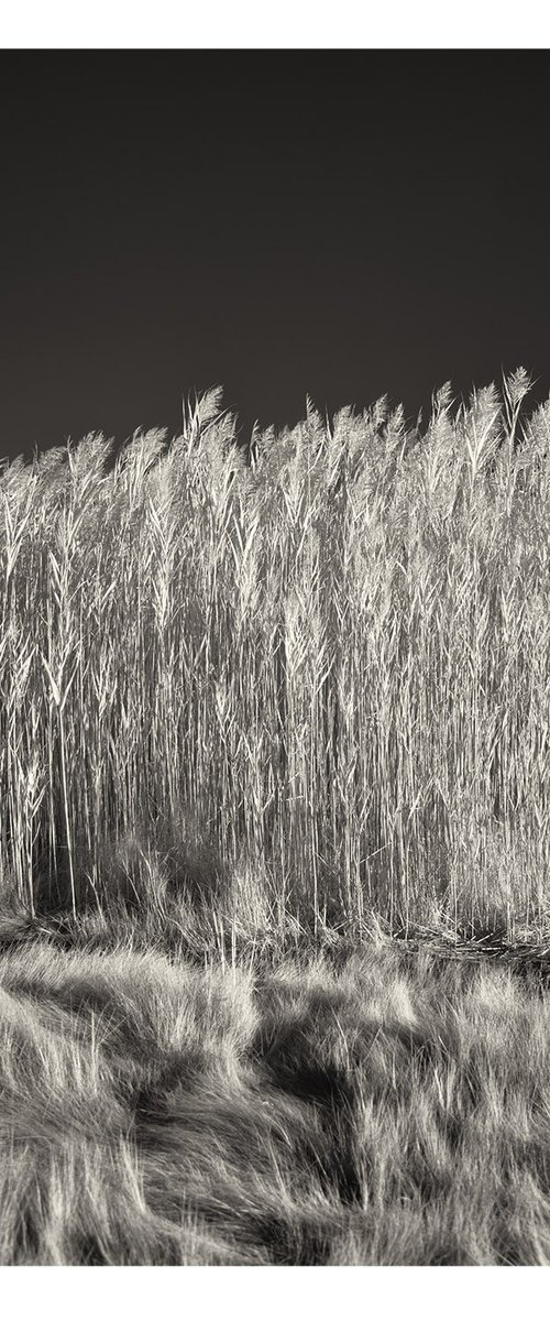 Saltmeadow Cordgrass and Common Reed by Brooke T Ryan