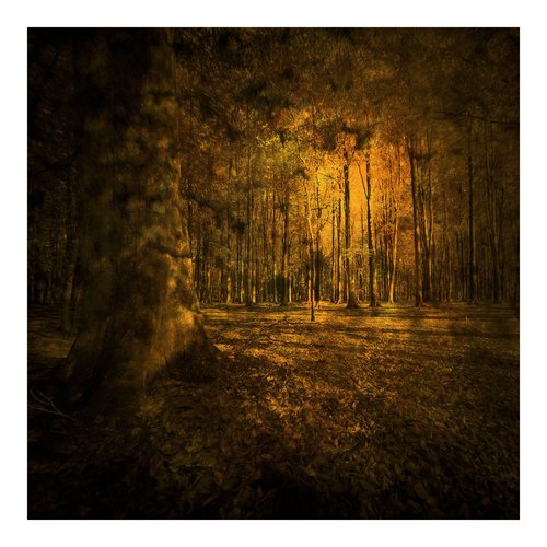 Forest Glow by Martin  Fry