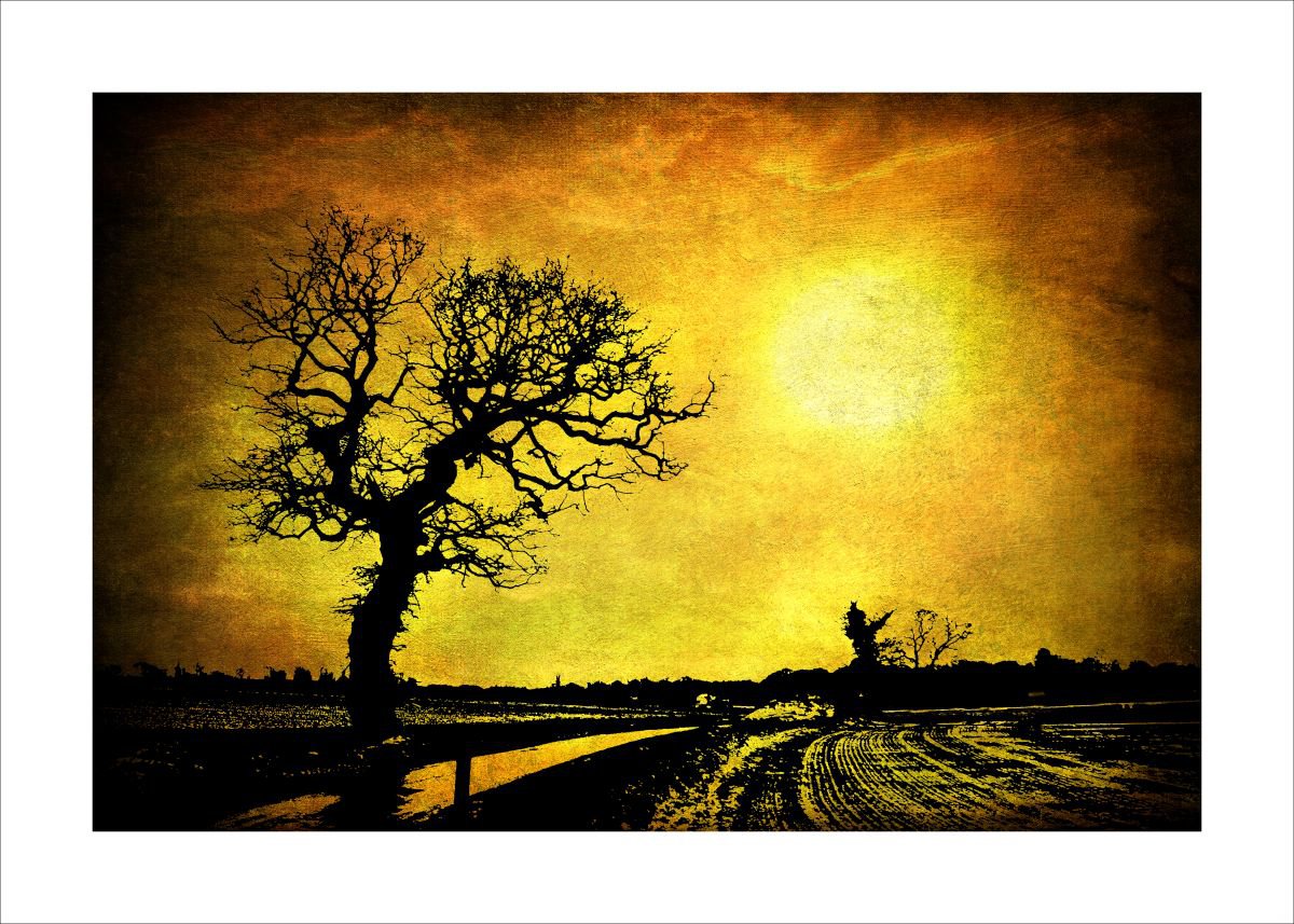Sunset over trees by Martin  Fry