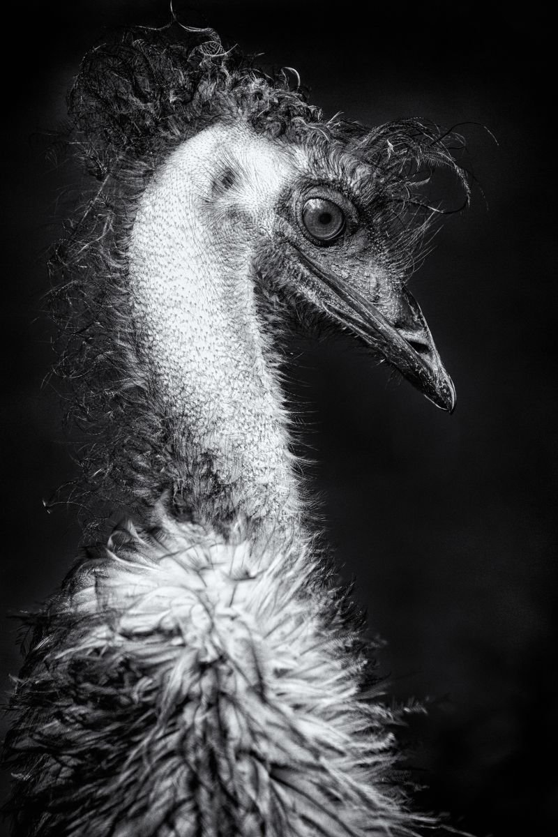 Photorealistic Photograph , Emu By Paul Nash, 16 X 24, Artwork For Sale On Artfinder