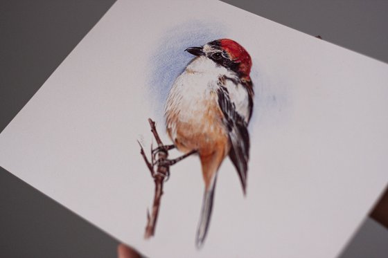 Birds Collection IV