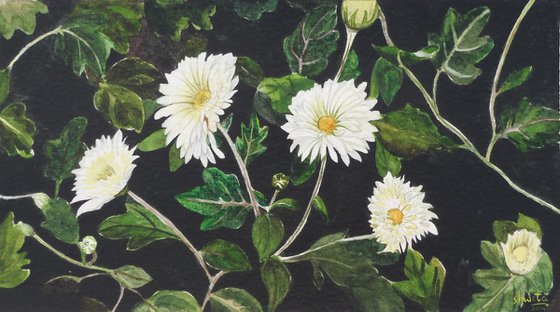 Chrysanthemum flowers