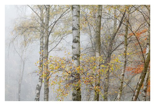 November Birches by David Baker
