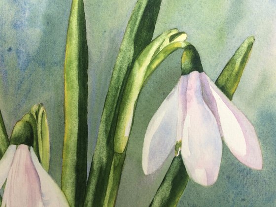 Snowdrops