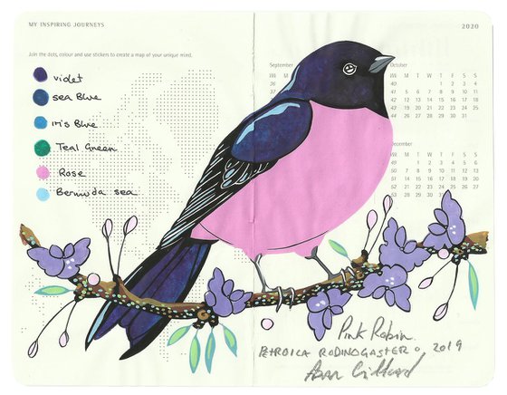 Birds of Oceania: Pink Robin