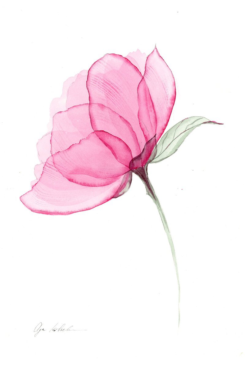 Transparent Pink Peony by Olga Koelsch