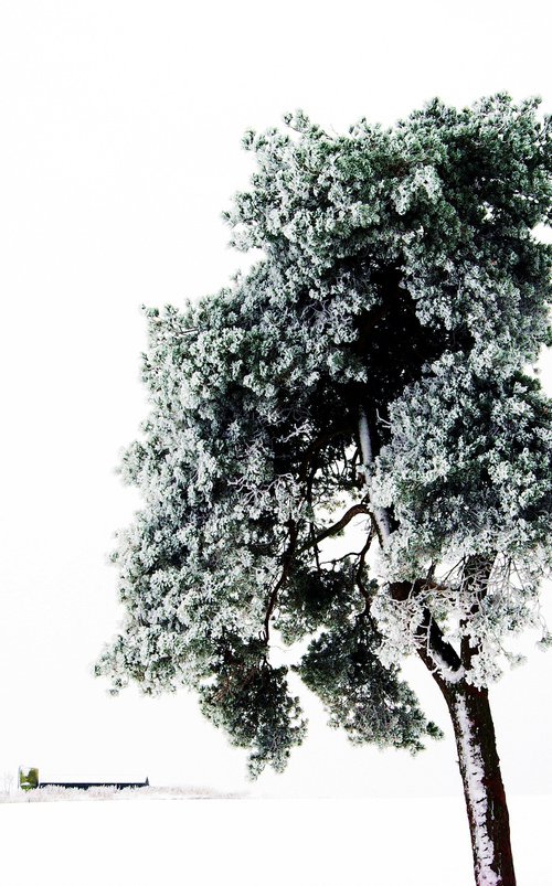 Frozen Pine by oconnart