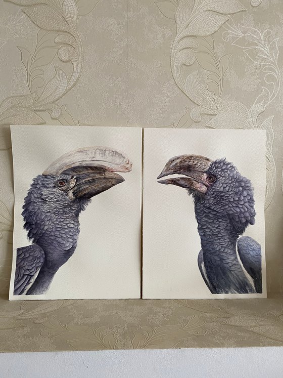 Grey-cheeked hornbill