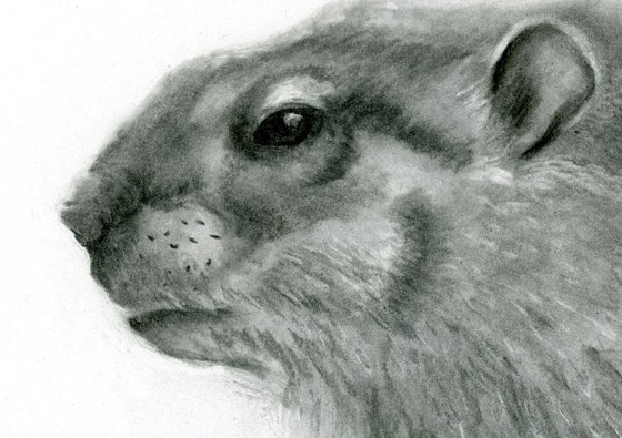 Woodchuck portrait