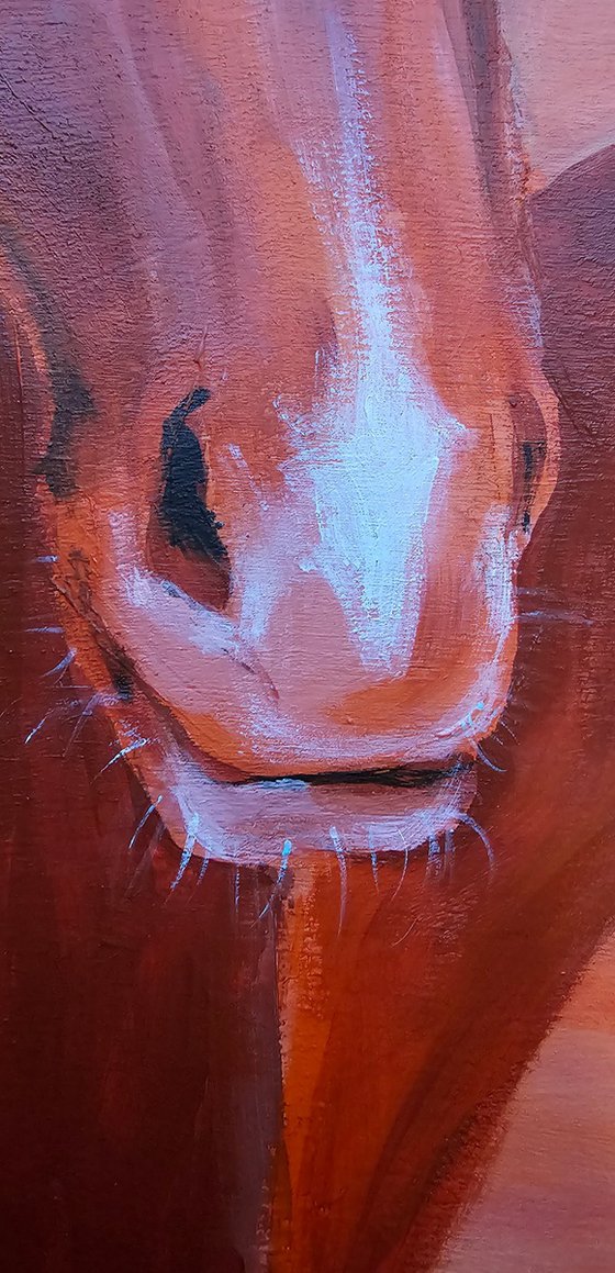 Chestnut horses at soft pink orange sunset