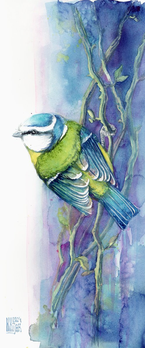 Blue tit by Karolina Kijak
