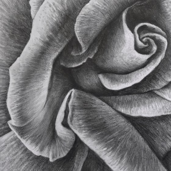 Unfolding. Meditative Botanical Fine Art
