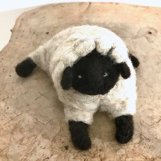 Black-headed sheep, wool