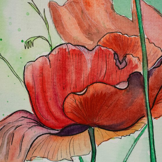 Red Poppies – Botanical