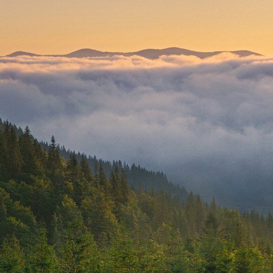Morning on the meadow.