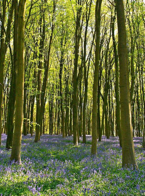 Bluebell Panorama by Alex Cassels