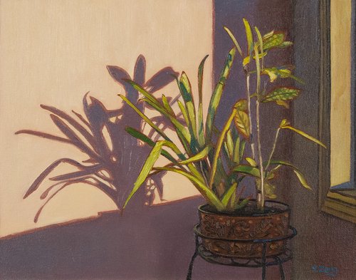 3pm in winter interior plant still life by Yue Zeng