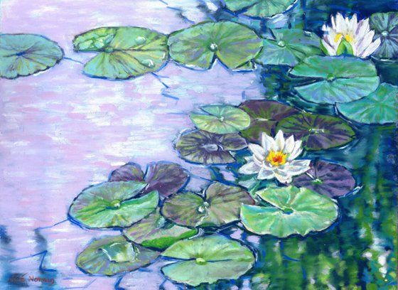 White Waterlilies