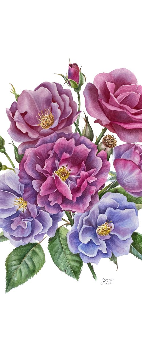 Rose ‘Rhapsody in Blue’ botanical painting by Ksenia Tikhomirova