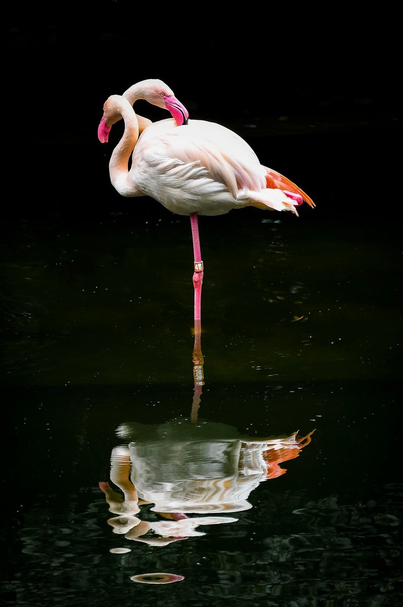 Surrealistic Animal Photograph By Sergio Capuzzimati, 16 X 24", Flamingo_2, Original Artwork