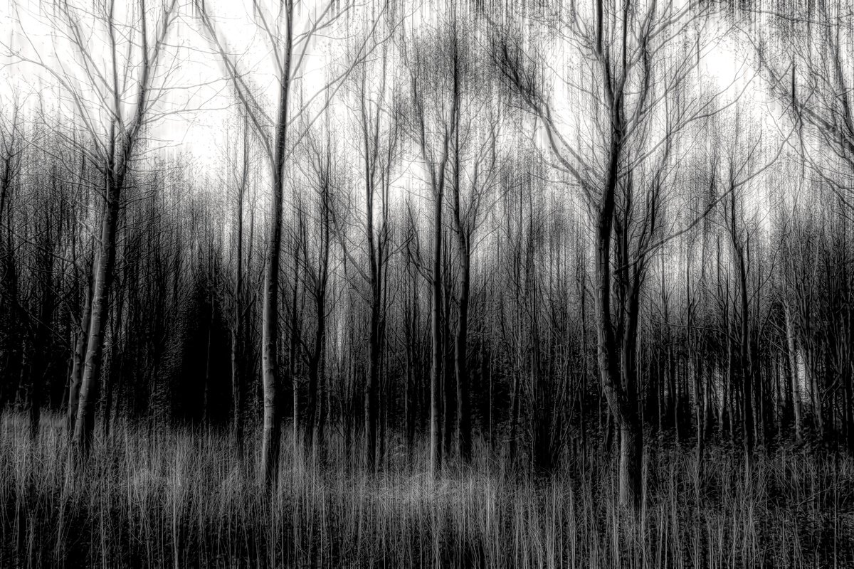 Trees in Motion by Martin  Fry