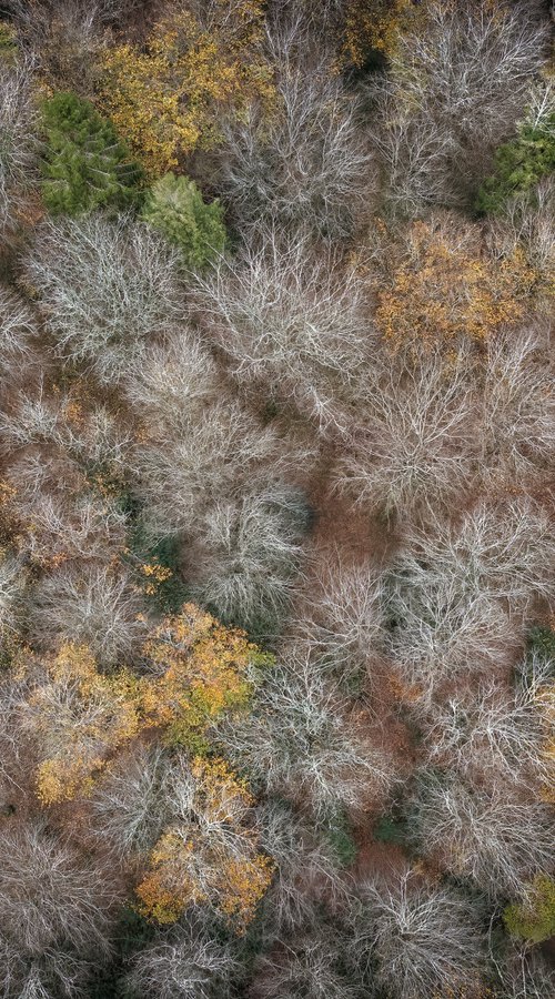 Winter Woods by Paul Nash