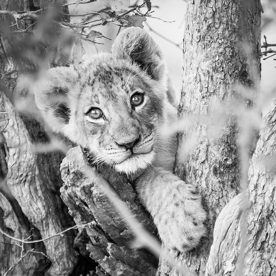 Lion Cub Peeking
