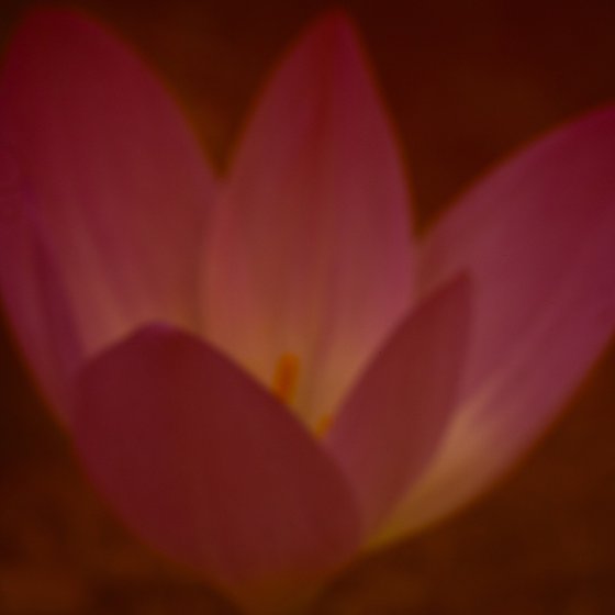 Red Flower