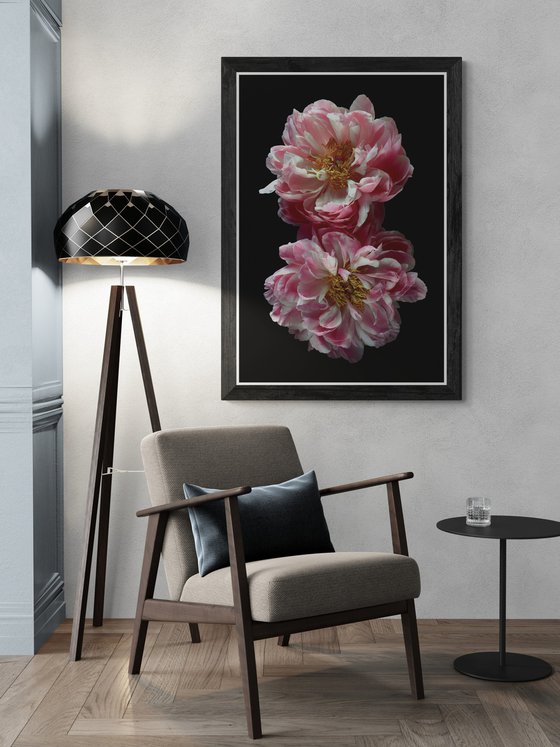 Two Pink Peonies