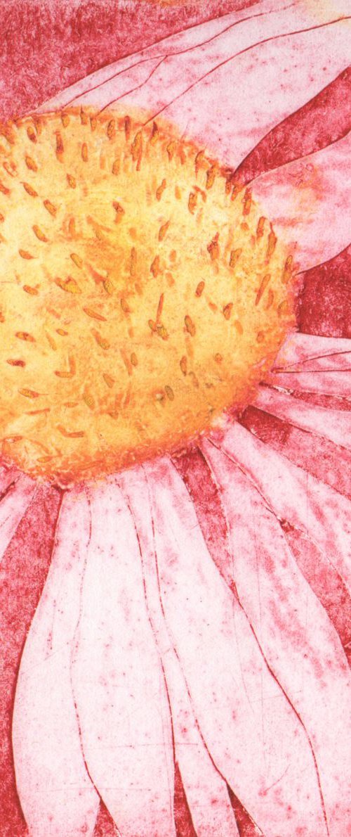 Echinacea by Carole King