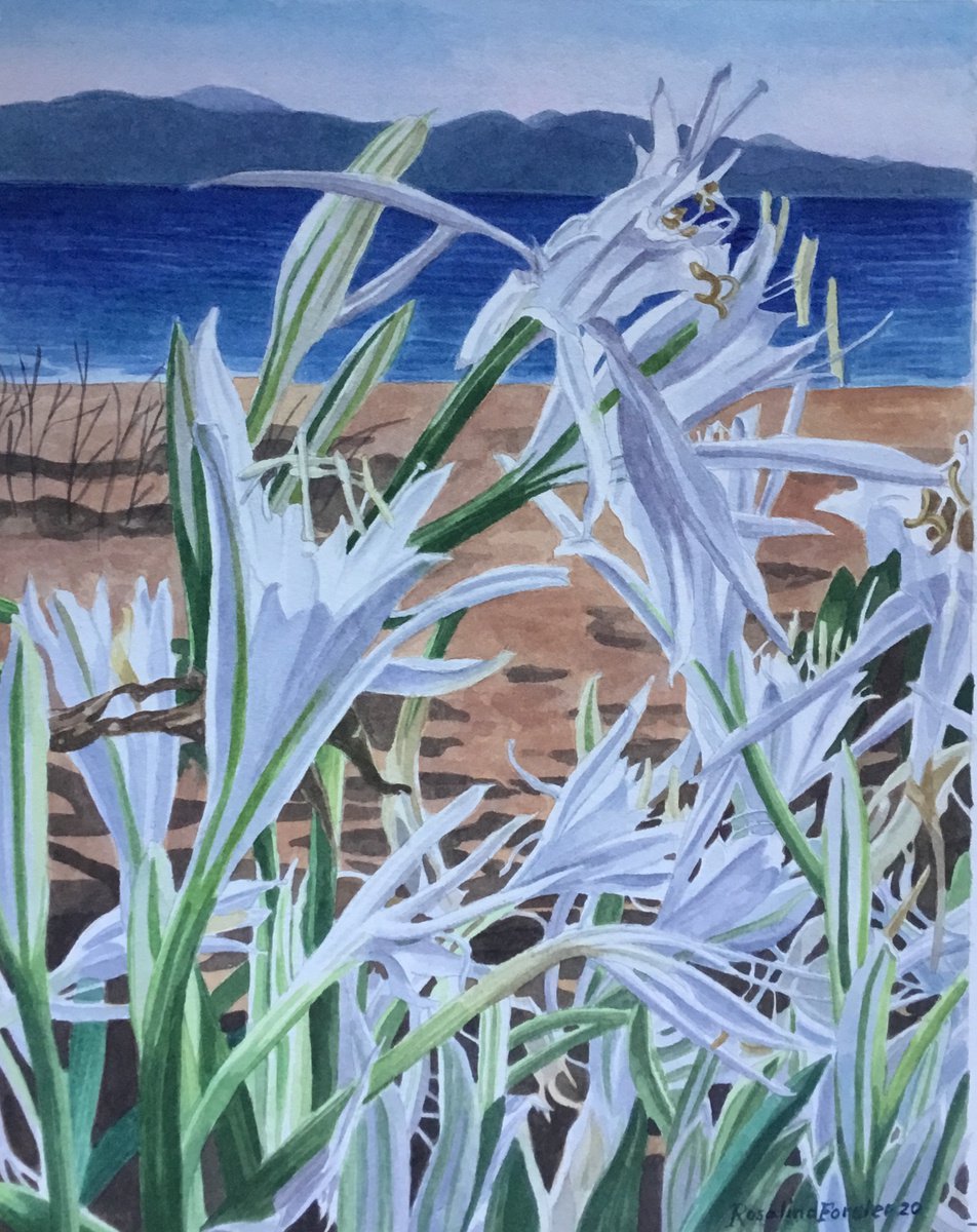 Sea Daffodils Spetses by Rosalind Forster