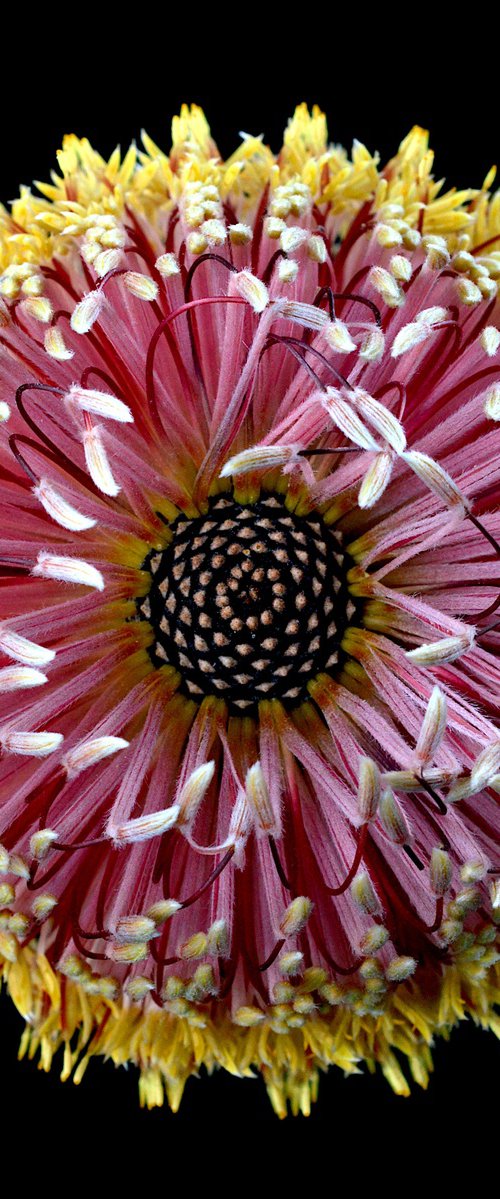 Strawberry Banksia by Nadia Culph