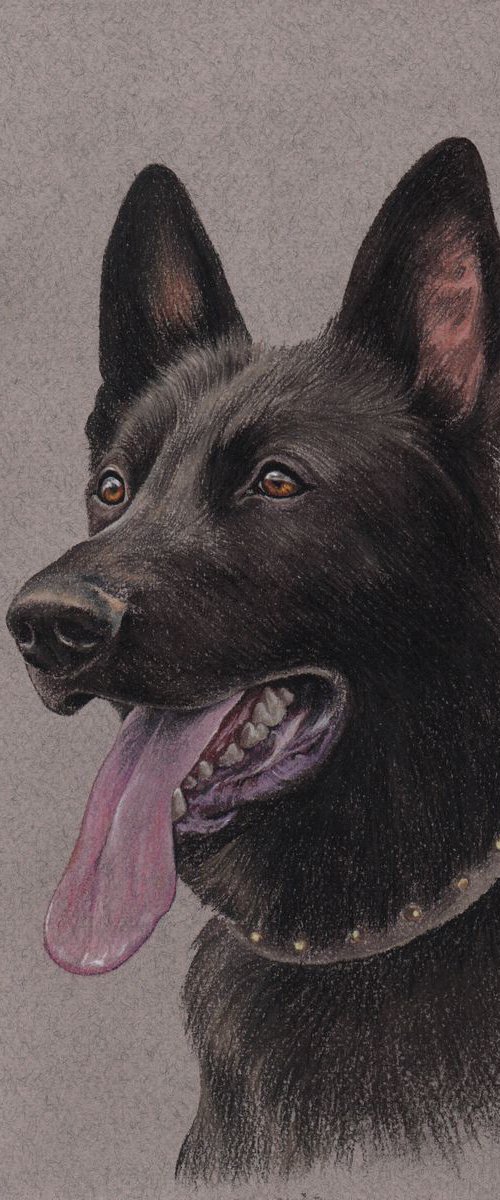 Pastel portrait of black german shepherd by Olga Tsvetkova