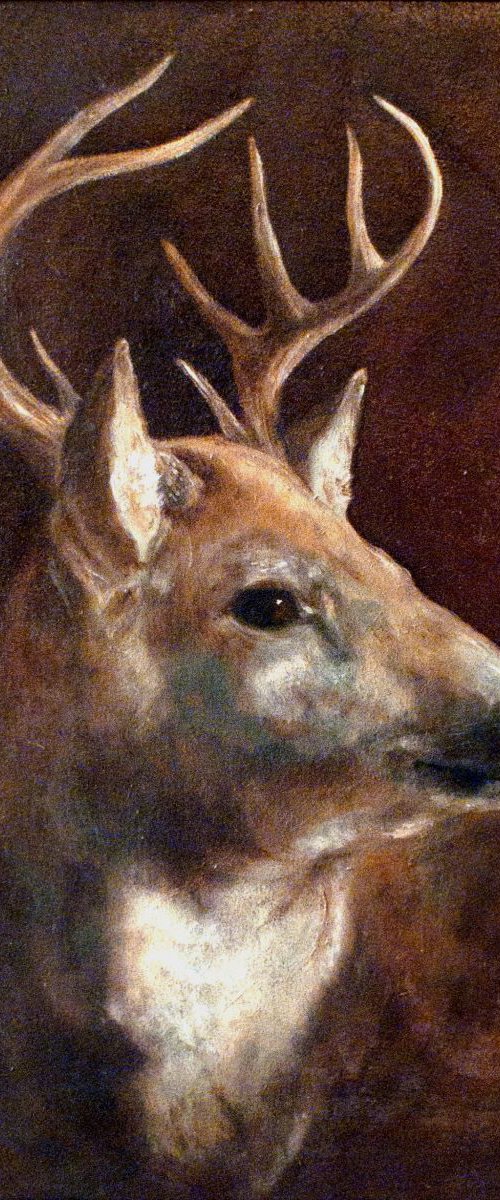 Young Stag by J Alexandra  Connor