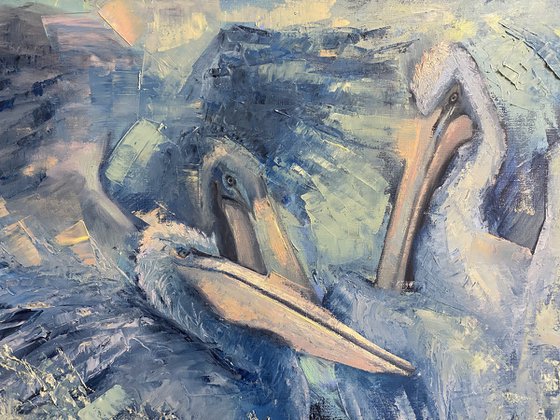 Blue pelicans