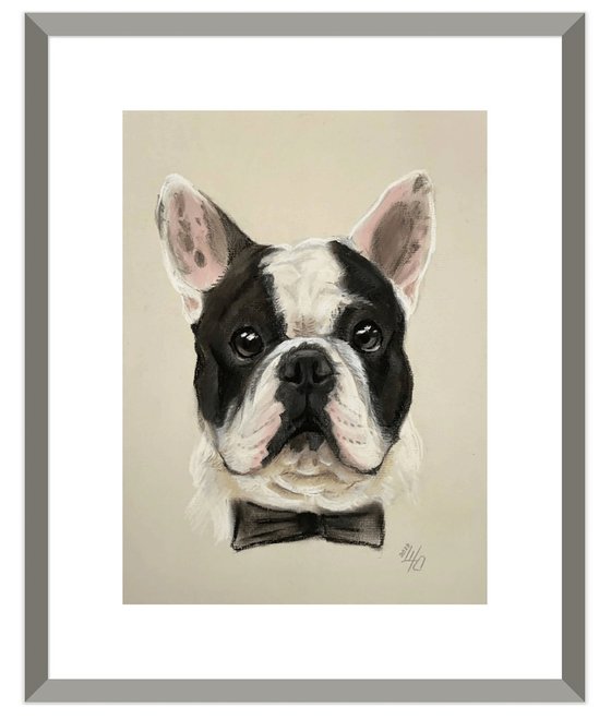 Black and white funny french bulldog