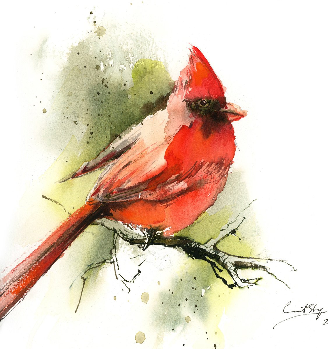 Northern Cardinal Bird by Sophie Rodionov