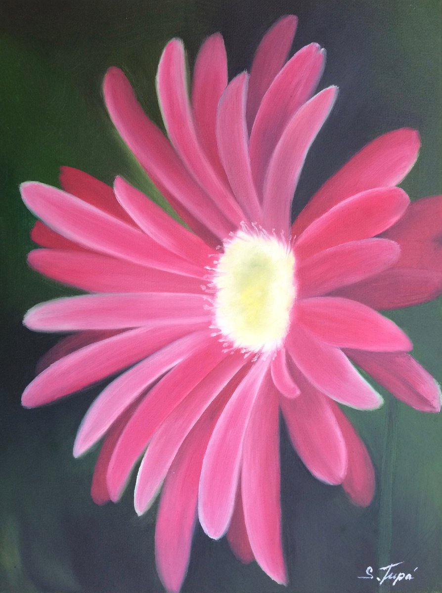 Pink Gerbera by Silvie Wright