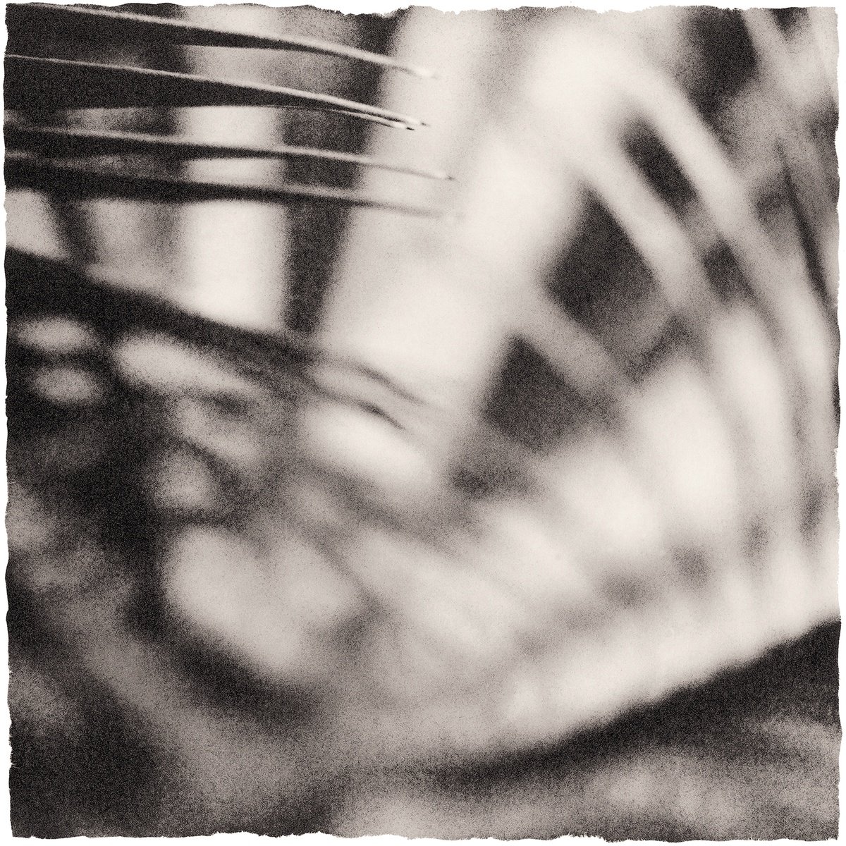 Abstract Botanical Photograph By Heike Bohnstengel, 12 X 12, Plant Studies, Fern, Original Artwork