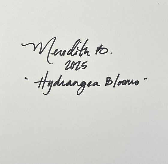 Hydrangea Blooms