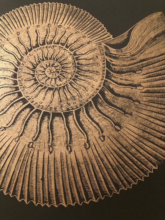 Ammonite