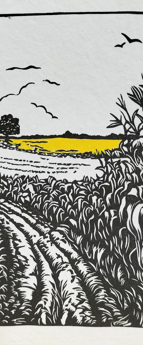 Cornfields Medium Print by TARA SLATER