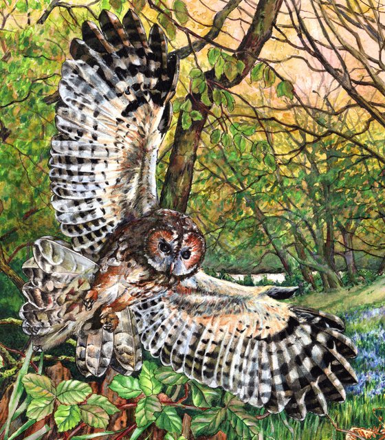 Tawny Owl and Bluebell Wood
