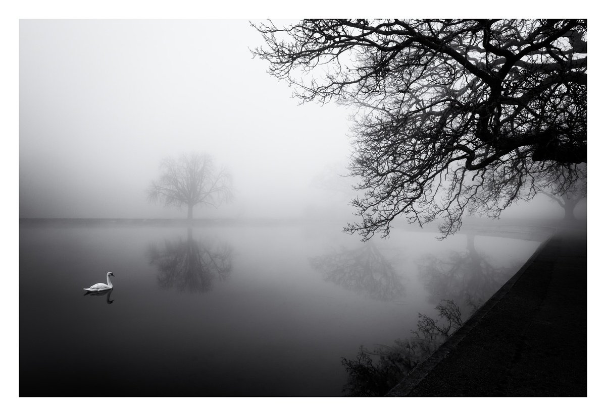 Swan Water by David Baker