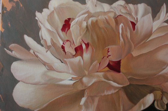 white peony on a gray-blue background