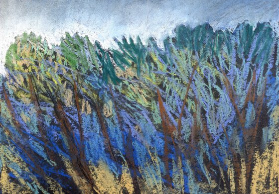 The Bluebell Wood