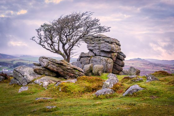 Hawthorn Tree And Granite Outcrop, Saddle Tor, Dartmoor, Devon