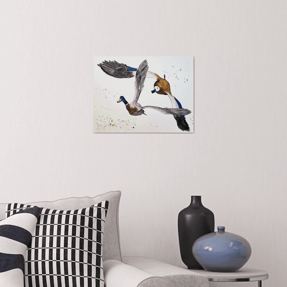 A pair of wild ducks in flight